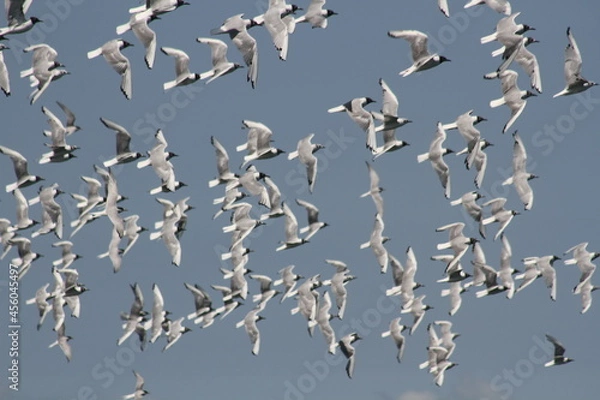 Fototapeta Gulls in Flight