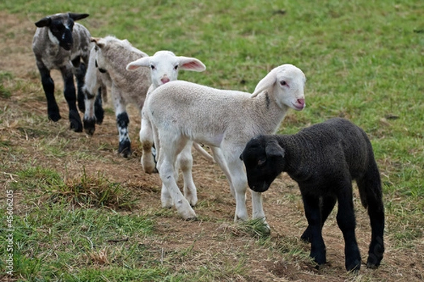 Obraz Spielende Lämmer