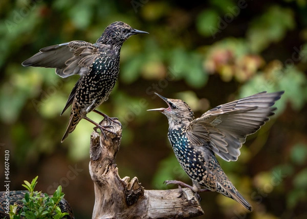 Fototapeta Starling