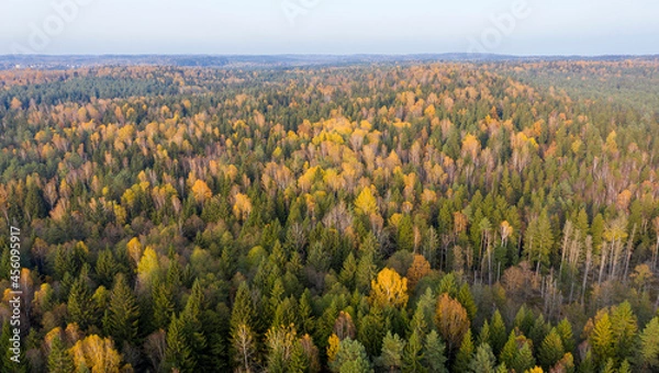 Fototapeta Aerial drone view over autumn forest.