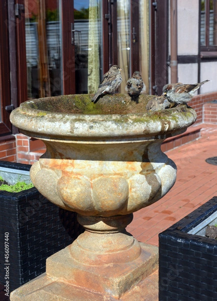 Fototapeta little birds sparrows bathe on a sunny day in a street fountain