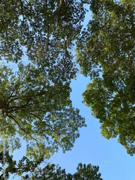 Fototapeta Tree and the sky 