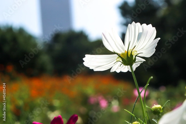 Fototapeta 秋桜 コスモス 鮮やかホワイト 花畑 美しい グリーン 綺麗 青空 かわいい 群生 オレンジ