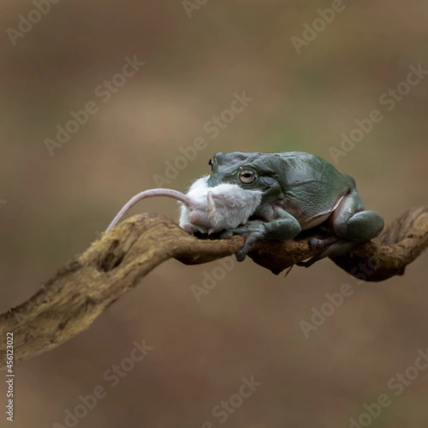 Fototapeta Big Bufo frog predator  swallow a tiny mouse as his prey.