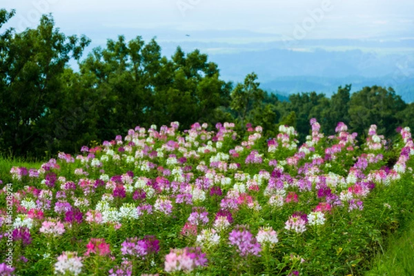Fototapeta クレオメ