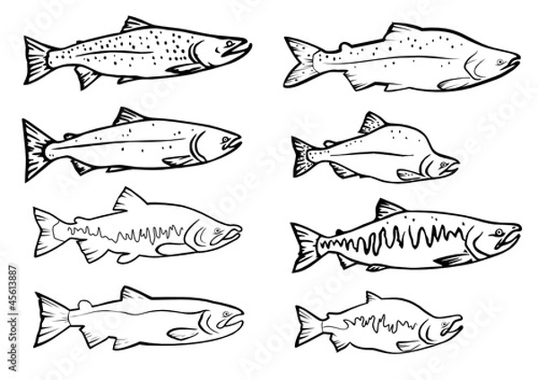 Obraz vector set: salmon fishes