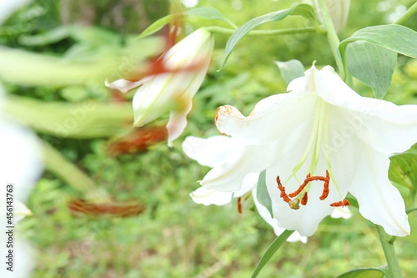 Fototapeta 百合 ユリ 花 ゆり 桃色 白色 美しい 綺麗 可憐 夏 日本 森 