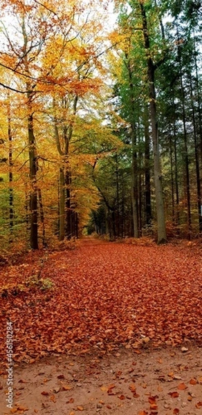 Obraz Herbstwald