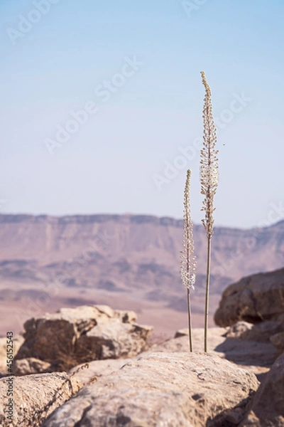 Fototapeta two Urginea maritima sea squill flower stalks pop out of the limestone cliff on the north rim of the Makhtesh Ramon Crater in Israel with a blue sky and blurred cliffs in the background