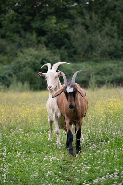 Fototapeta chèvres dans un champ