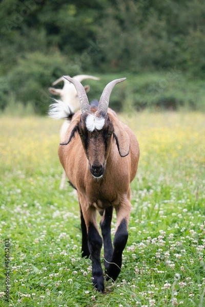 Fototapeta chèvres dans un champ