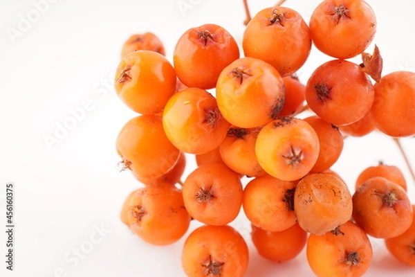 Obraz rowan berries on a white background