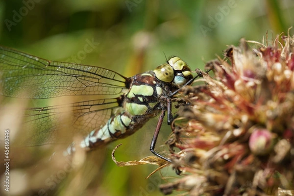 Obraz dragonfly on a plant stem. summer