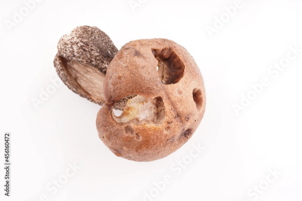 Obraz beautiful mushrooms on a white background