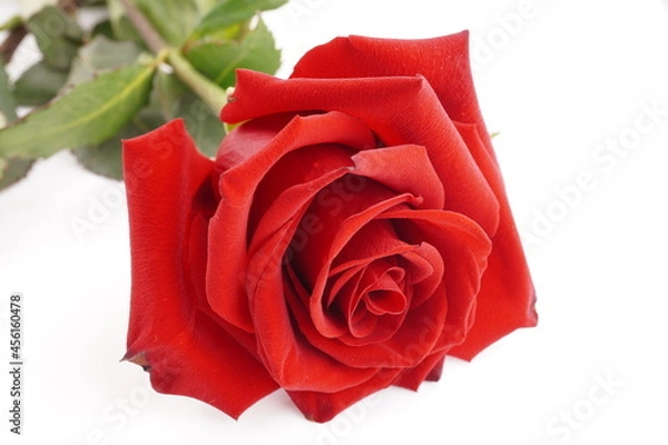 Obraz red rose on white background