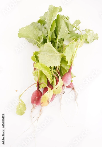 Obraz radish on a white background