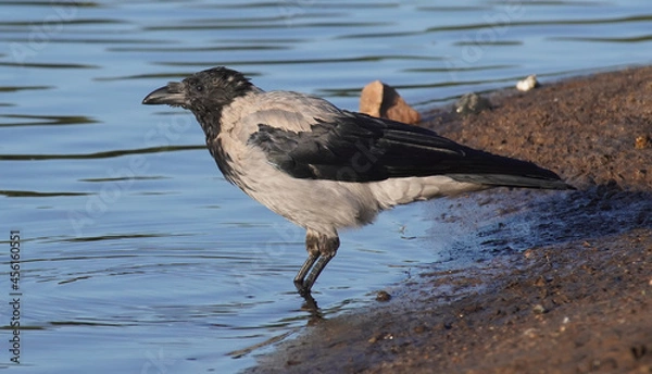 Obraz crow on the river bank