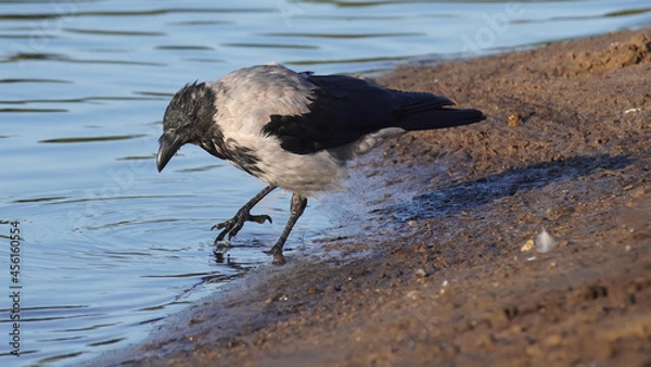 Obraz crow on the river bank