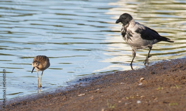 Obraz crow on the river bank