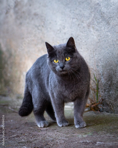 Obraz Dark grey stray cat looking at the camera