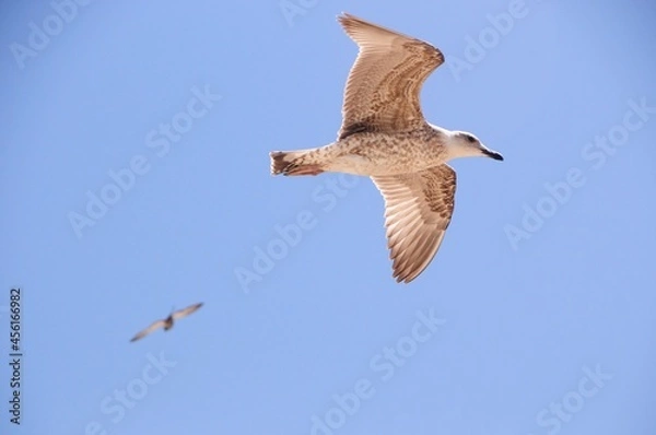 Obraz seagull in flight 04