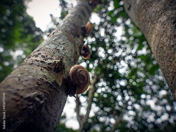 Fototapeta snail on a tree