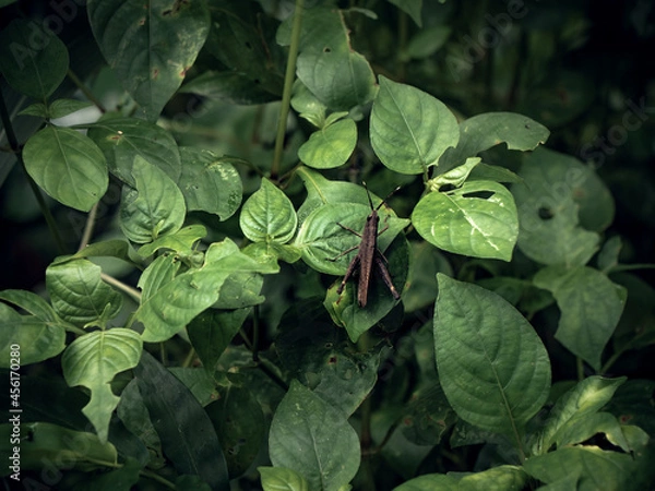 Fototapeta grasshopper on a leaf