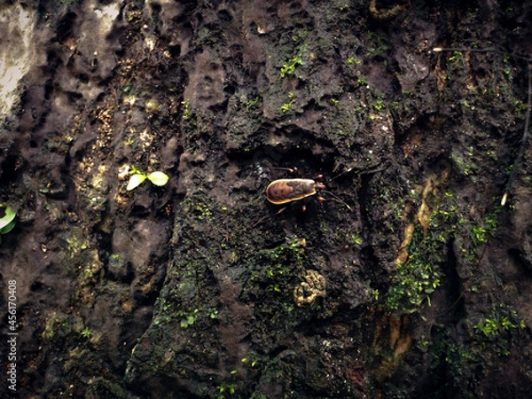 Fototapeta bug on a tree