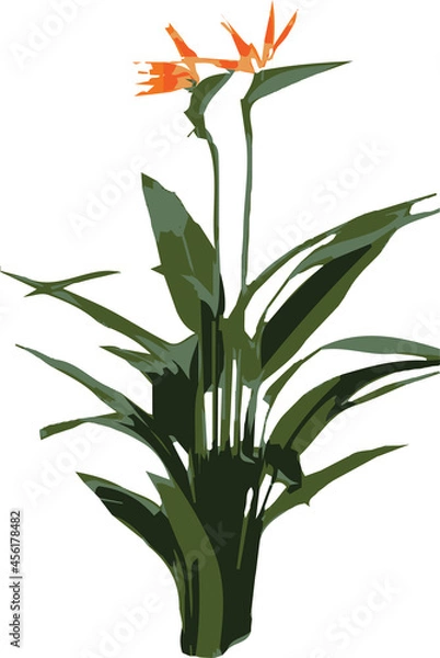 Obraz Bird of Paradise, Strelitzia reginae, Crane Flower, tropical flowers, and leaves of Strelitzia called crane flower or bird of paradise.