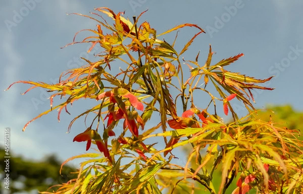 Fototapeta Close up of the seed samaras of a Japanese Maple (Acer palmatum) cultivar. Growing naturally outside. Autumn colours of red, green and yellow. Selective focus. Landscape image with space for text. UK.