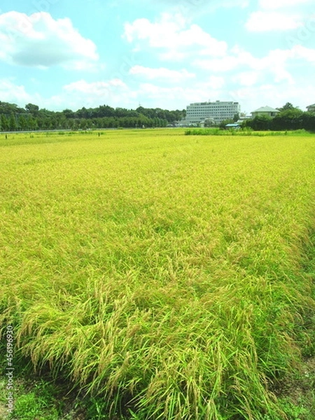 Fototapeta 夏の実りの田圃と林風景