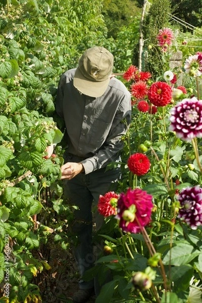 Fototapeta a gardener is picking some raspberries in a garden
