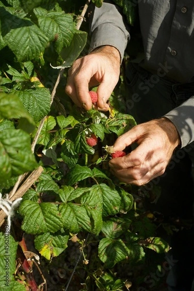 Fototapeta view on hands of a gardener picking some raspberries in a garden
