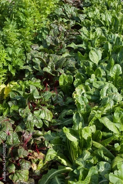 Fototapeta vegetable rows in a garden
