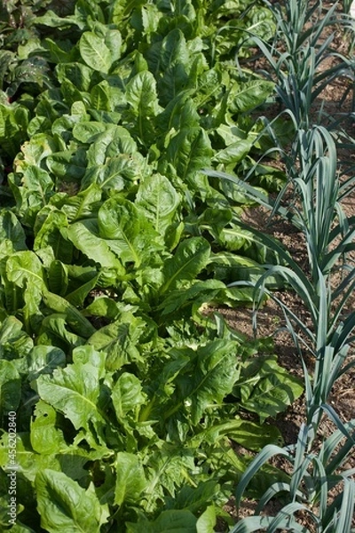 Fototapeta vegetable rows in a garden
