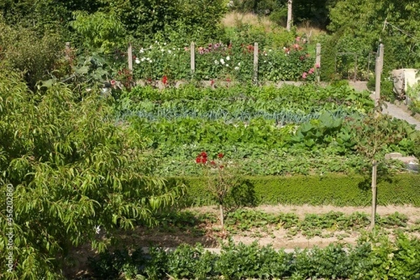 Fototapeta aerial view on a luxurious vegetable garden
