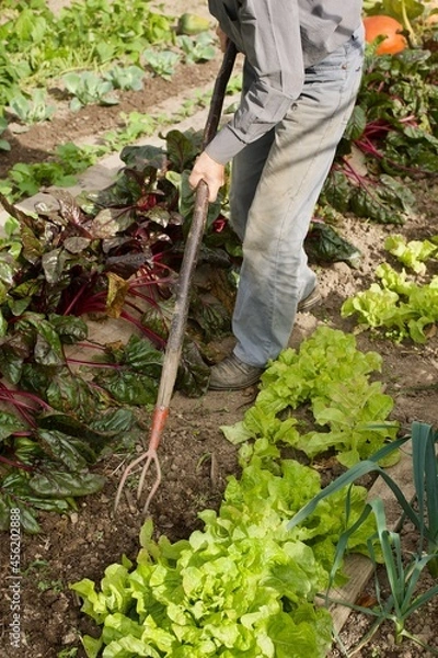 Fototapeta a gardener is digging soil in a vegetable garden
