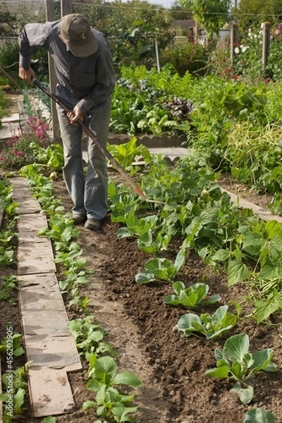 Fototapeta a gardener is digging soil in a vegetable garden
