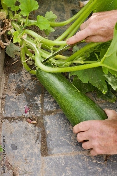 Fototapeta a man is cutting a zucchini with a knife in a vegetable garden
