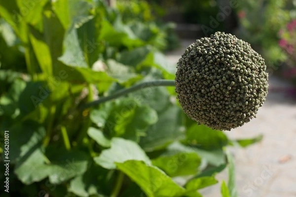 Fototapeta zoom on leek seeds  in a vegetable garden
