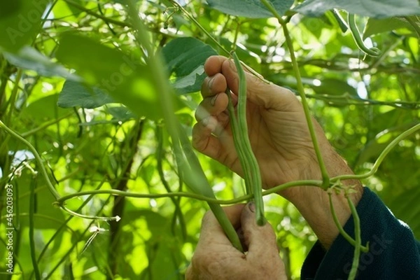 Fototapeta view on a male hands picking a green bean in vegetable garden
