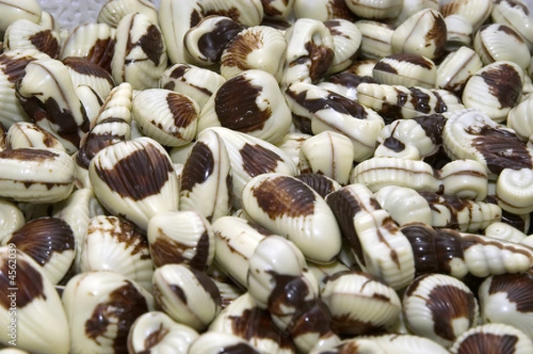 Obraz shell shellfish chocolate truffle