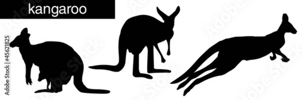 Obraz Kangaroo