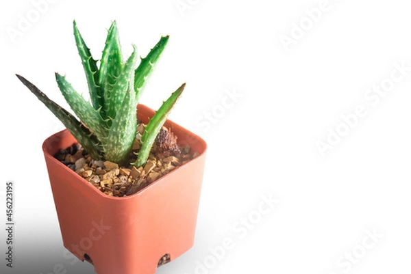 Fototapeta Mini Cactus on White background  isolated this has clipping path.