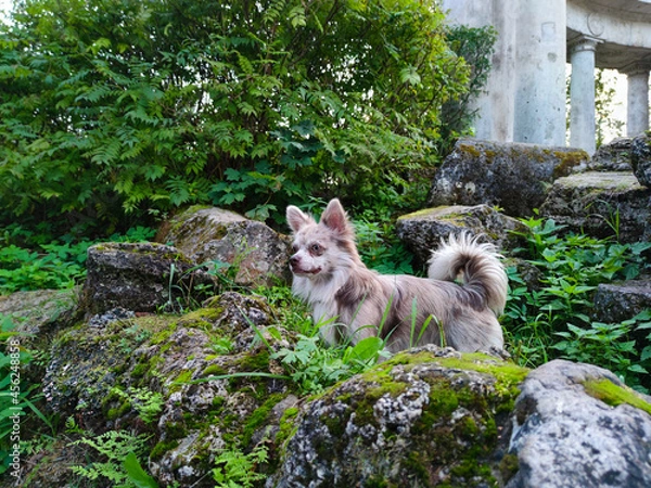 Obraz Gray dog with blue eyes Chihuahua in the forest on the stones in full growth