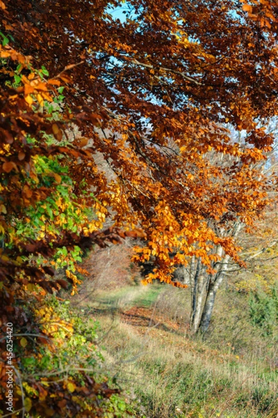 Obraz Złota jesień