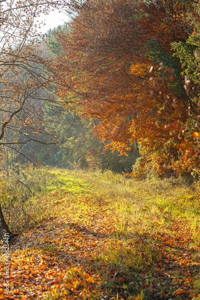 Obraz Złota jesień