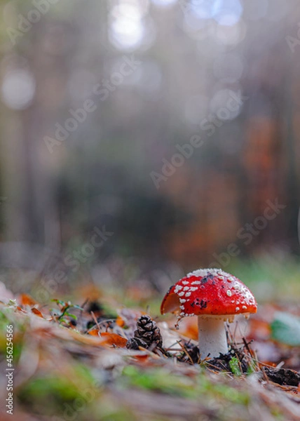 Obraz Muchomor czerwony