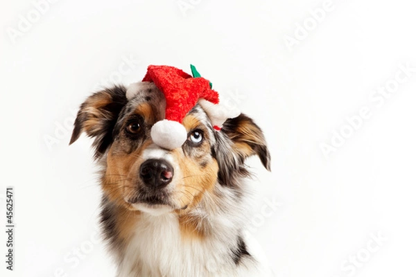Obraz weihnachts hund