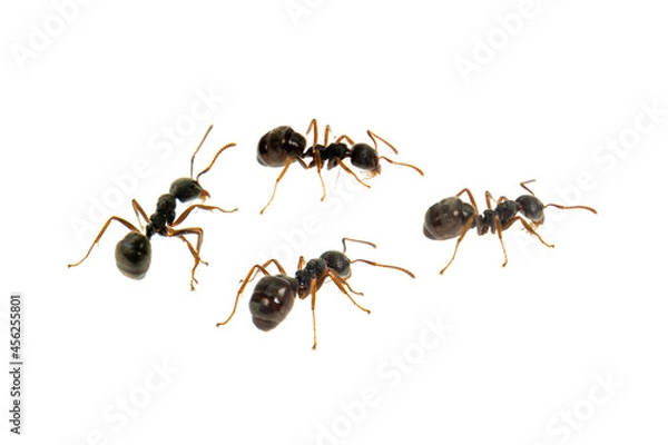 Obraz Ant isolated on white.Formica rufa
